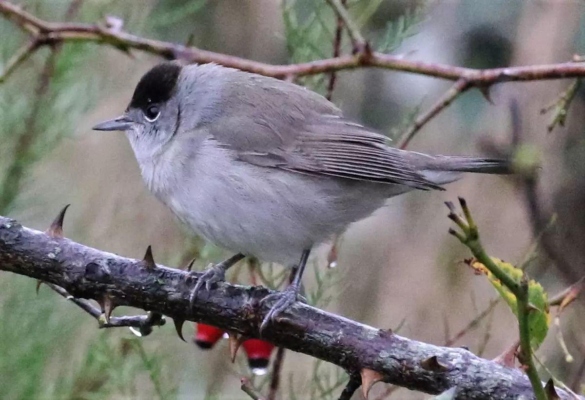 Blackcap